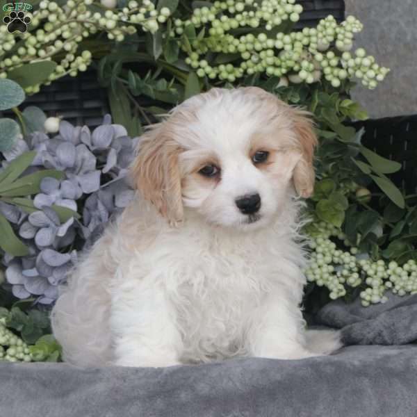 Ace, Cavachon Puppy